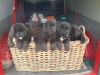 Beautiful Newfoundland puppies in Galway 1